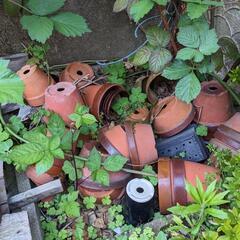 （受け渡し者決定）植木鉢　の画像