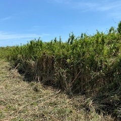 笹　無料で差し上げます。の画像