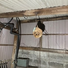 蜂の駆除承ります！！
