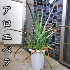 【もらってください】アロエベラ