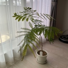 観葉植物【エバーフレッシュ】決まりました。