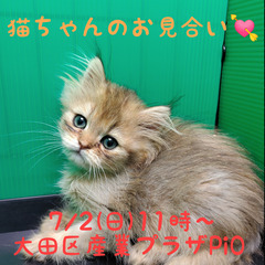 ねこちゃん達のお見合い(⋈◍＞◡＜◍)。✧♡ (譲渡会・里親会）2