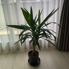 観葉植物【ユッカ】決まりました。