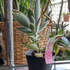 <<End of transaction>>【多肉植物】カランコ...