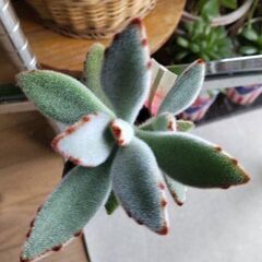 <<End of transaction>>【多肉植物】カランコエ属『月兎耳』-Type2の画像
