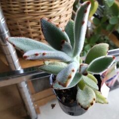 <<End of transaction>>【多肉植物】カランコエ属『月兎耳』-Type2の画像