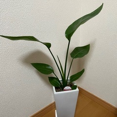  （2名様検討中）観葉植物 ストレリチア・オーガスタ6号 高さ6...