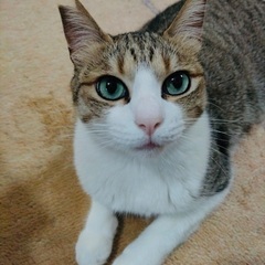 お陰様で里親さん決まりました！！