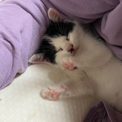 2ヶ月弱の甘えん坊子猫ちゃん！ - 糟屋郡