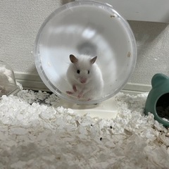 白いゴールデンハムスター