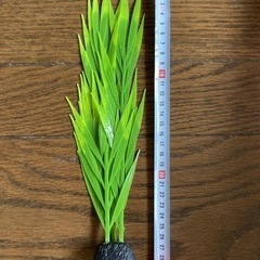 水草　シリコン