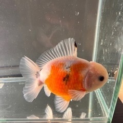 金魚3匹セットの画像