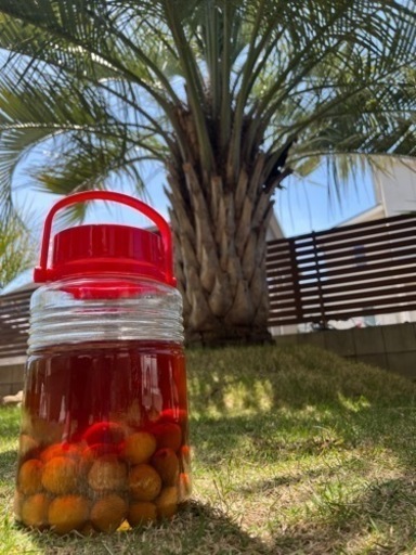 ココスヤシ 果実酒