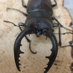 国産ノコギリクワガタ大型ペア