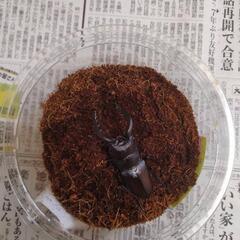 国産ノコギリクワガタ大型ペアの画像