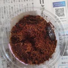 国産ノコギリクワガタ大型ペアの画像