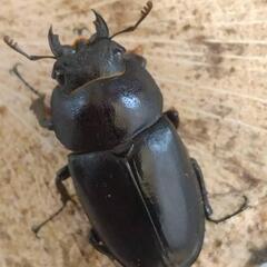 国産ノコギリクワガタ大型ペアの画像