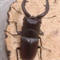 国産ノコギリクワガタ大型ペアの画像