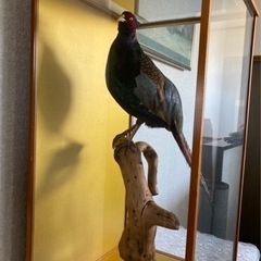 雉の剥製の画像