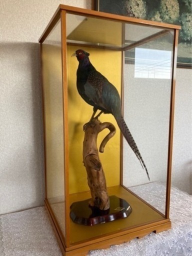 雉の剥製