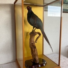 雉の剥製の画像