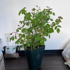 バラ 大苗 切り花品種 ミモザ(お話し中)の画像