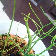 ミルクブッシュ　緑珊瑚　多肉植物　観葉植物ミドリサンゴの画像