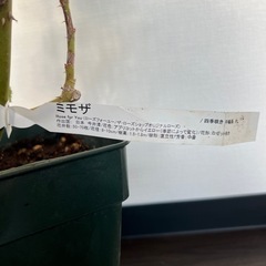 バラ 大苗 切り花品種 ミモザ(お話し中)の画像