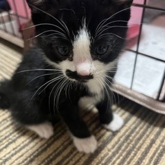 2ヶ月弱の甘えん坊黒白ちゃん！