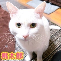 【保護猫】桃太郎君＊可愛い幸運を呼ぶといわれる白猫
