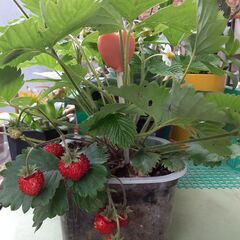 【決まりました】ワイルドストロベリー