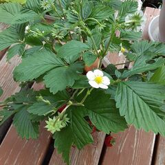 【決まりました】ワイルドストロベリーの画像