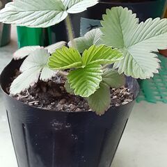 【決まりました】ワイルドストロベリーの画像