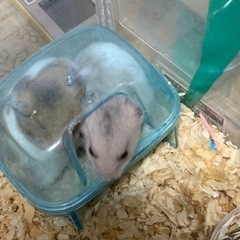 藤沢市発、灰色ゴールデンハムスター、オス。生後ひと月。 - 藤沢市