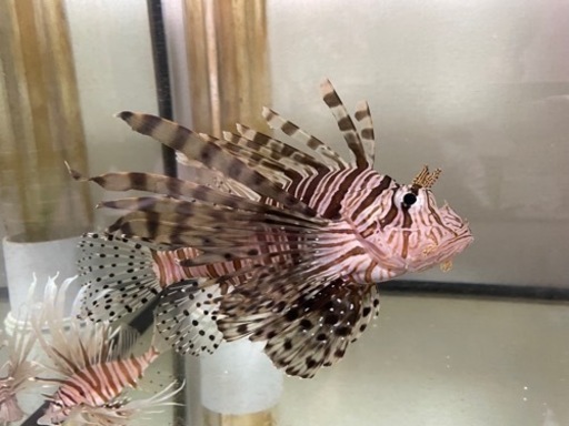 ハナミノカサゴ約15cm 海水魚 海水水槽 生体