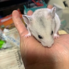 藤沢市発、灰色ゴールデンハムスター、オス。生後ひと月。 − 神奈川県