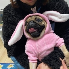 パグ
