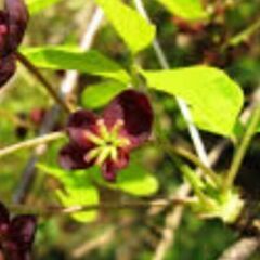 三葉アケビの苗木ですよ。の画像