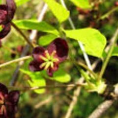 三葉アケビの苗木ですよ。の画像