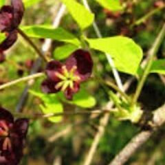 三葉アケビの苗木ですよ。の画像
