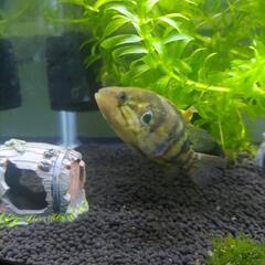 オヤニラミ