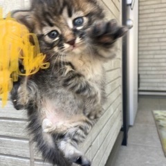 子猫差し上げます　募集終わりました