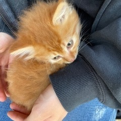 子猫の里親様を探しています