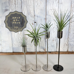エアー プランツ スタンド　観葉植物