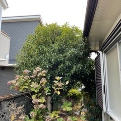 庭の剪定、除草おまかせください！