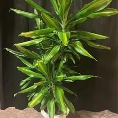 ドラセナ.ジェレ　インテリア　観葉植物