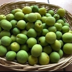 無農薬　青梅　2kgの画像