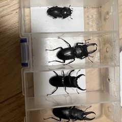 今シーズン初のクワガタ