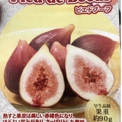 フランス原産イチジク【ピエド　ブーフ】ポット苗
