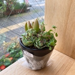 2023/05/06（土）100 yurireさん納品✨ - その他